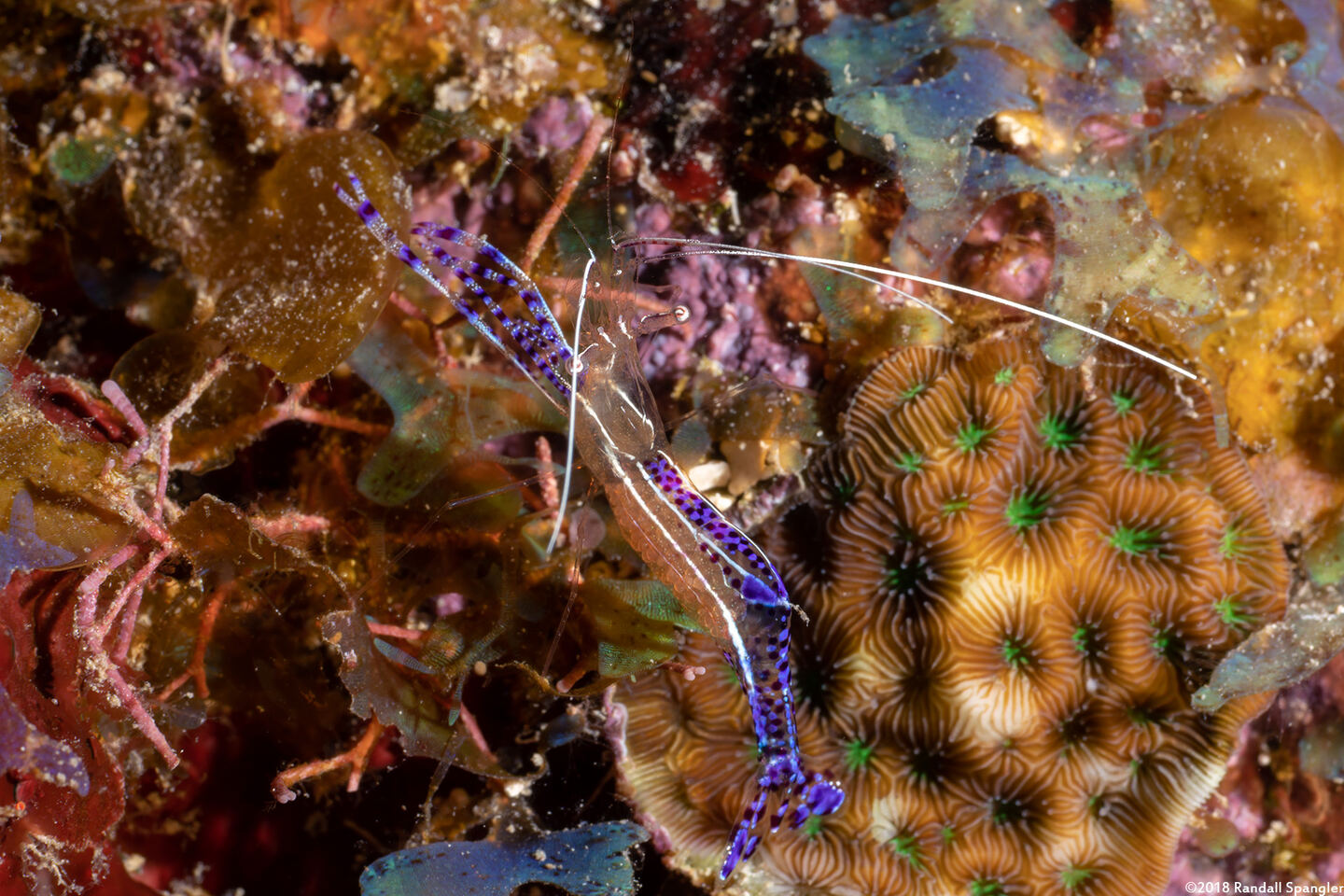 Ancylomenes pedersoni (Pederson Cleaner Shrimp)