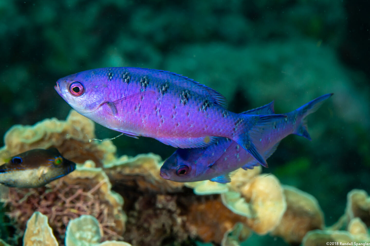 Clepticus parrae (Creole Wrasse)