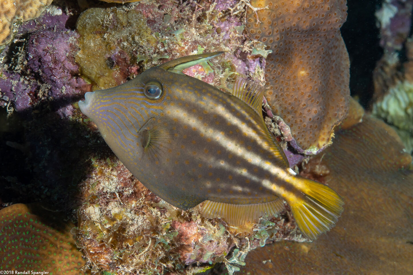 Cantherhines pullus (Orangespotted Filefish)