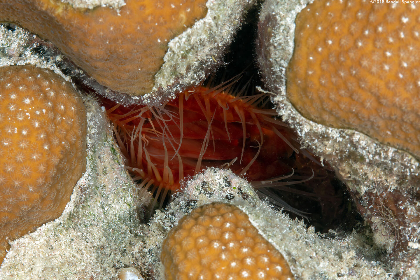Ctenoides scaber (Rough Fileclam)