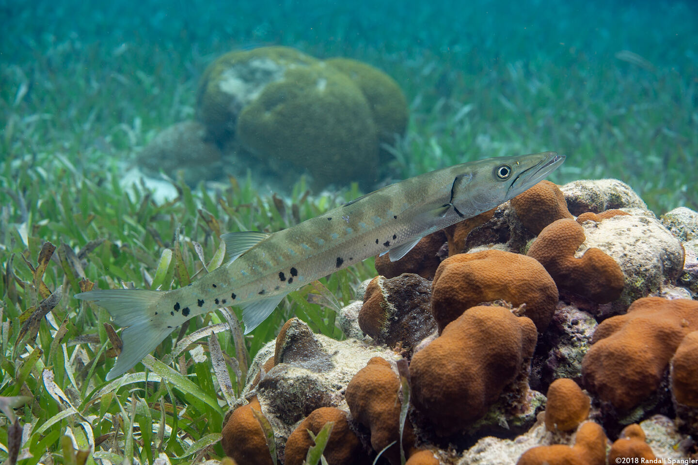 Sphyraena barracuda (Great Barracuda)