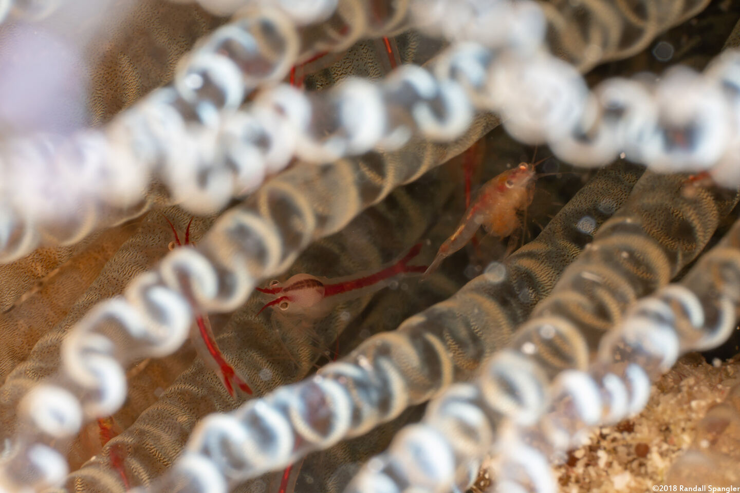 Order Amphipoda (Amphipod)