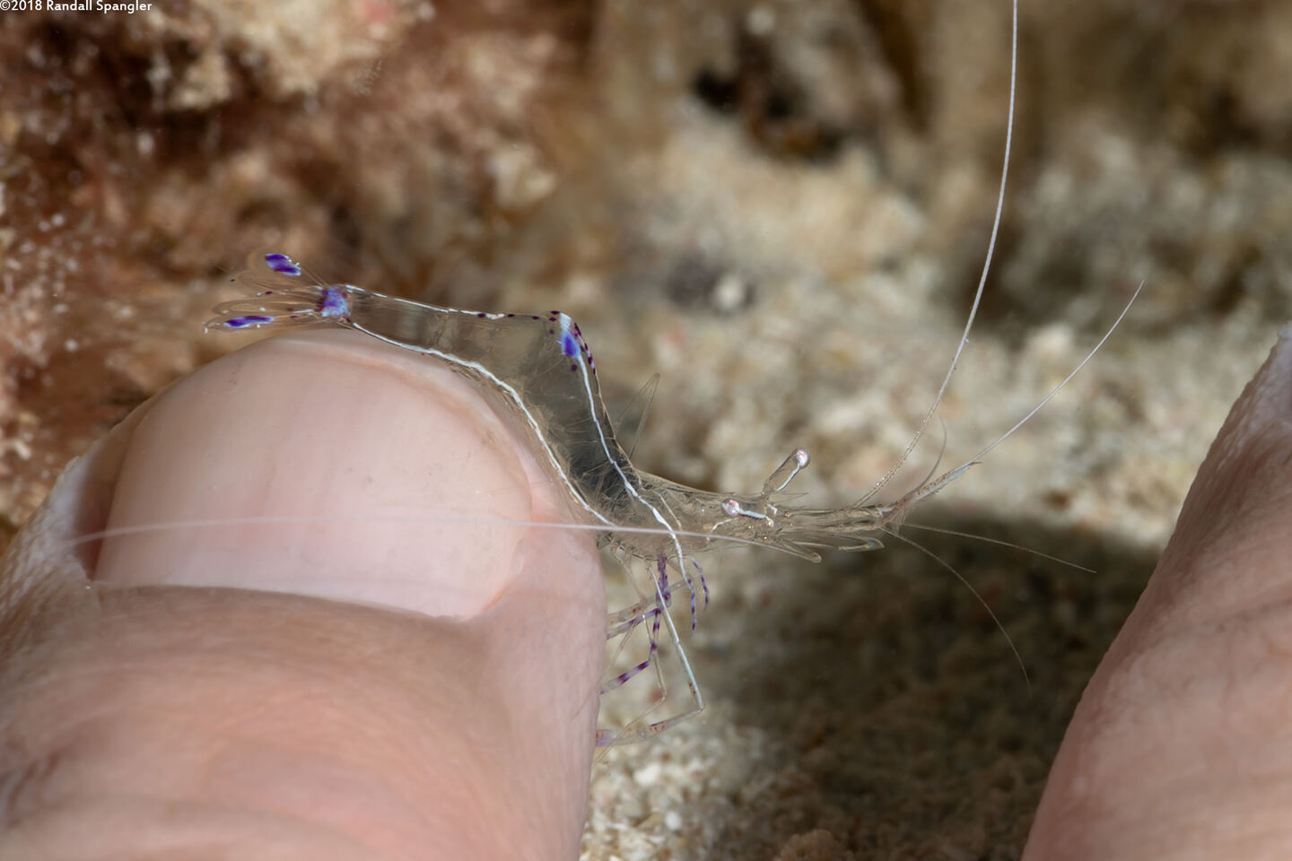 Ancylomenes pedersoni (Pederson Cleaner Shrimp); Cleaning my finger