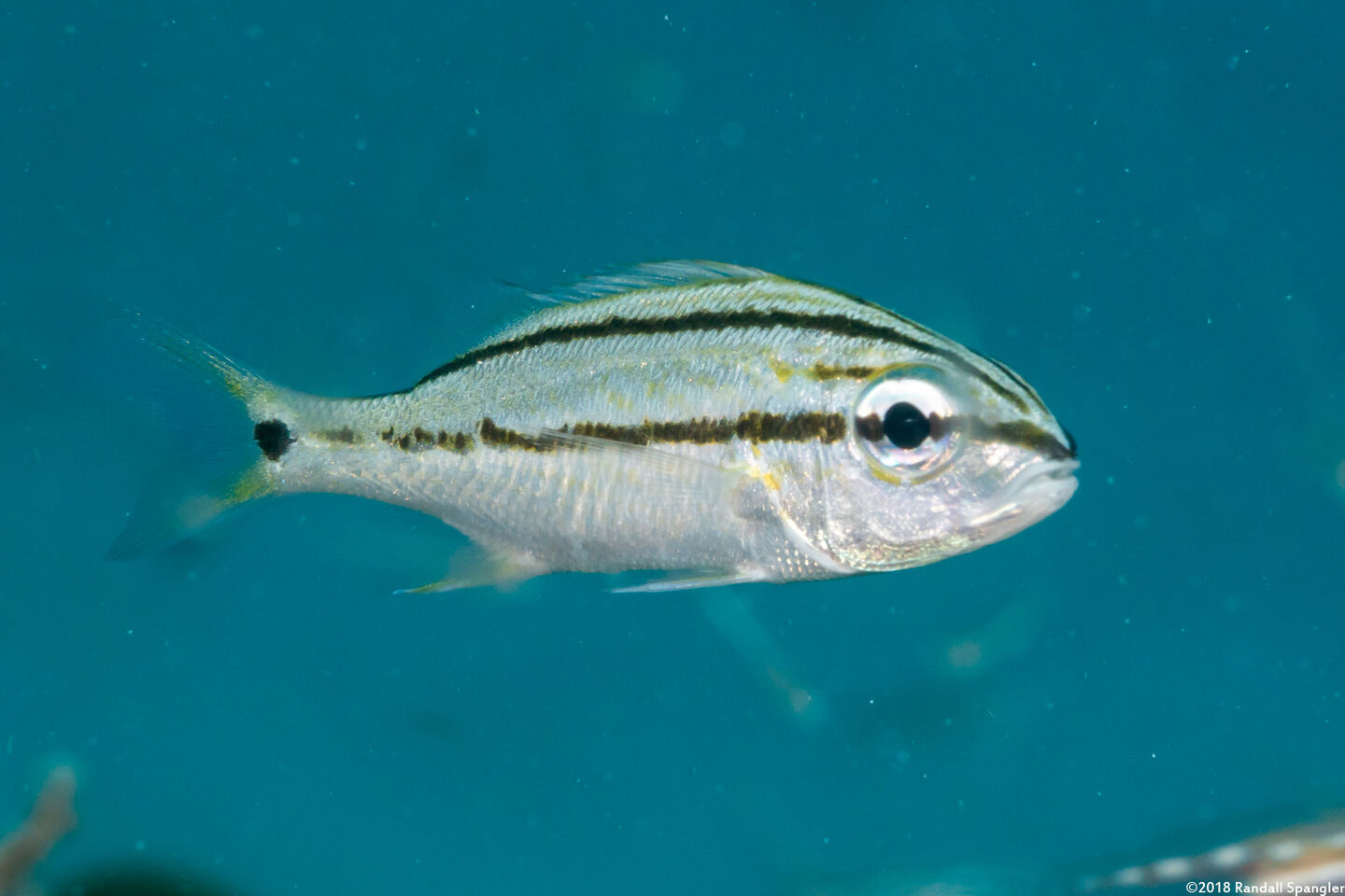 Haemulon flavolineatum (French Grunt)