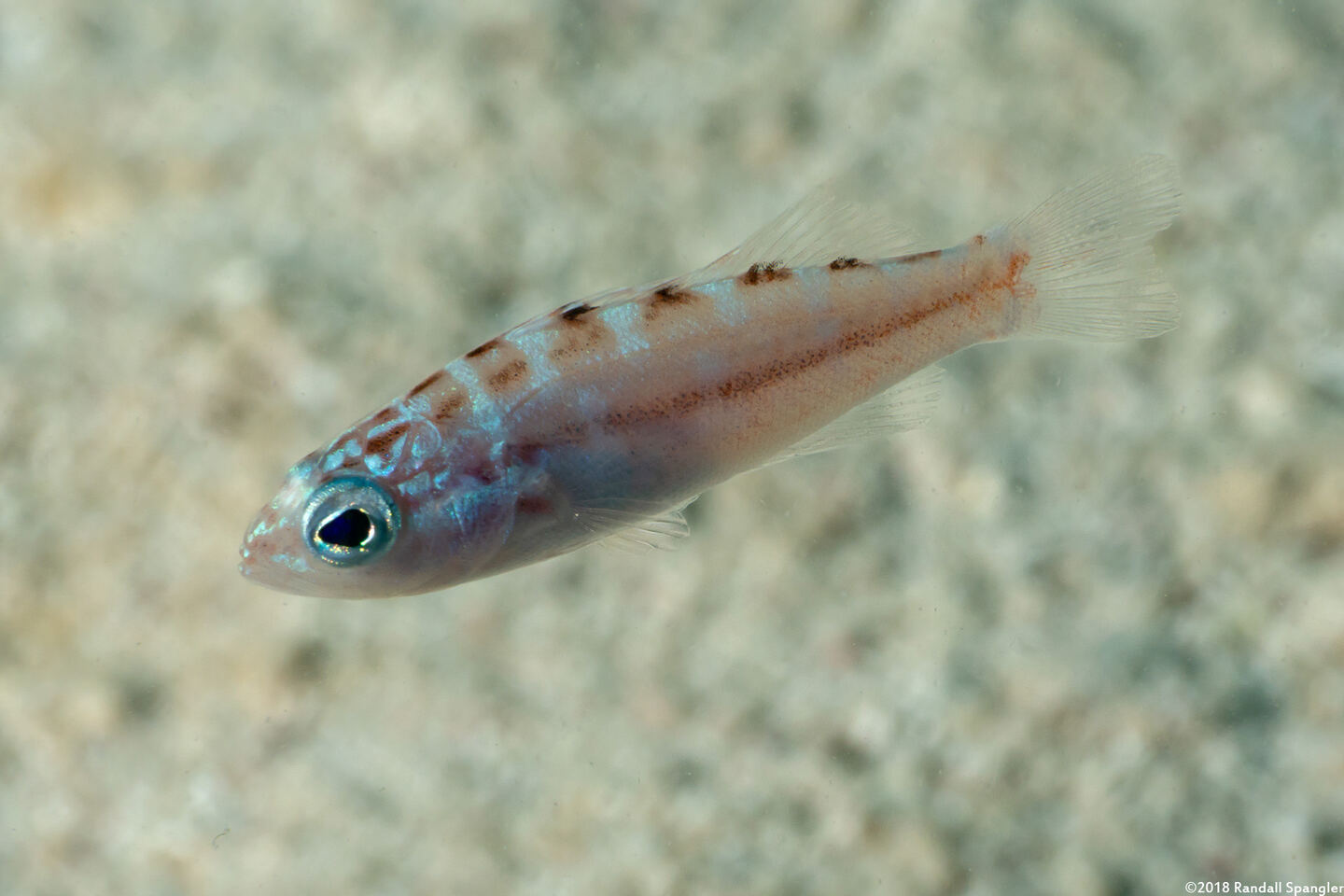 Serranus tortugarum (Chalk Bass)