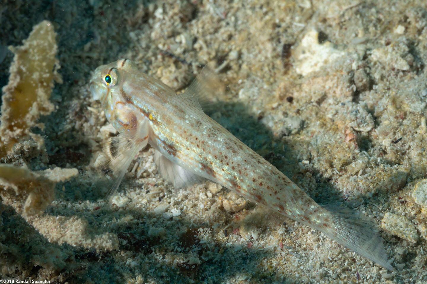 Gnatholepis thompsoni (Goldspot Goby)