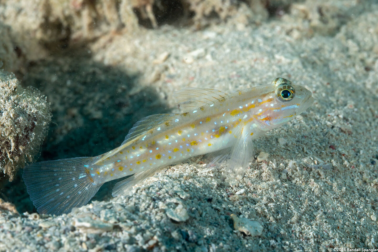 Coryphopterus venezuelae (Sand-Canyon Goby)