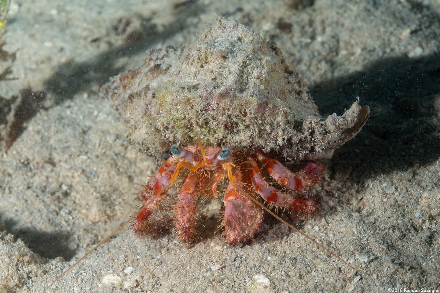 Dardanus venosus (Stareye Hermit Crab)