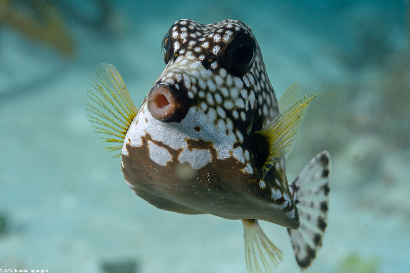 Lactophrys triqueter (Smooth Trunkfish)