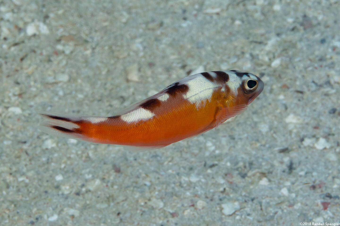 Serranus tabacarius (Tobaccofish)