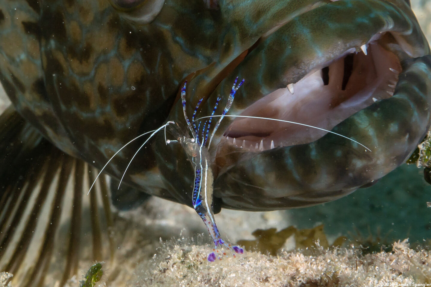 Ancylomenes pedersoni (Pederson Cleaner Shrimp)