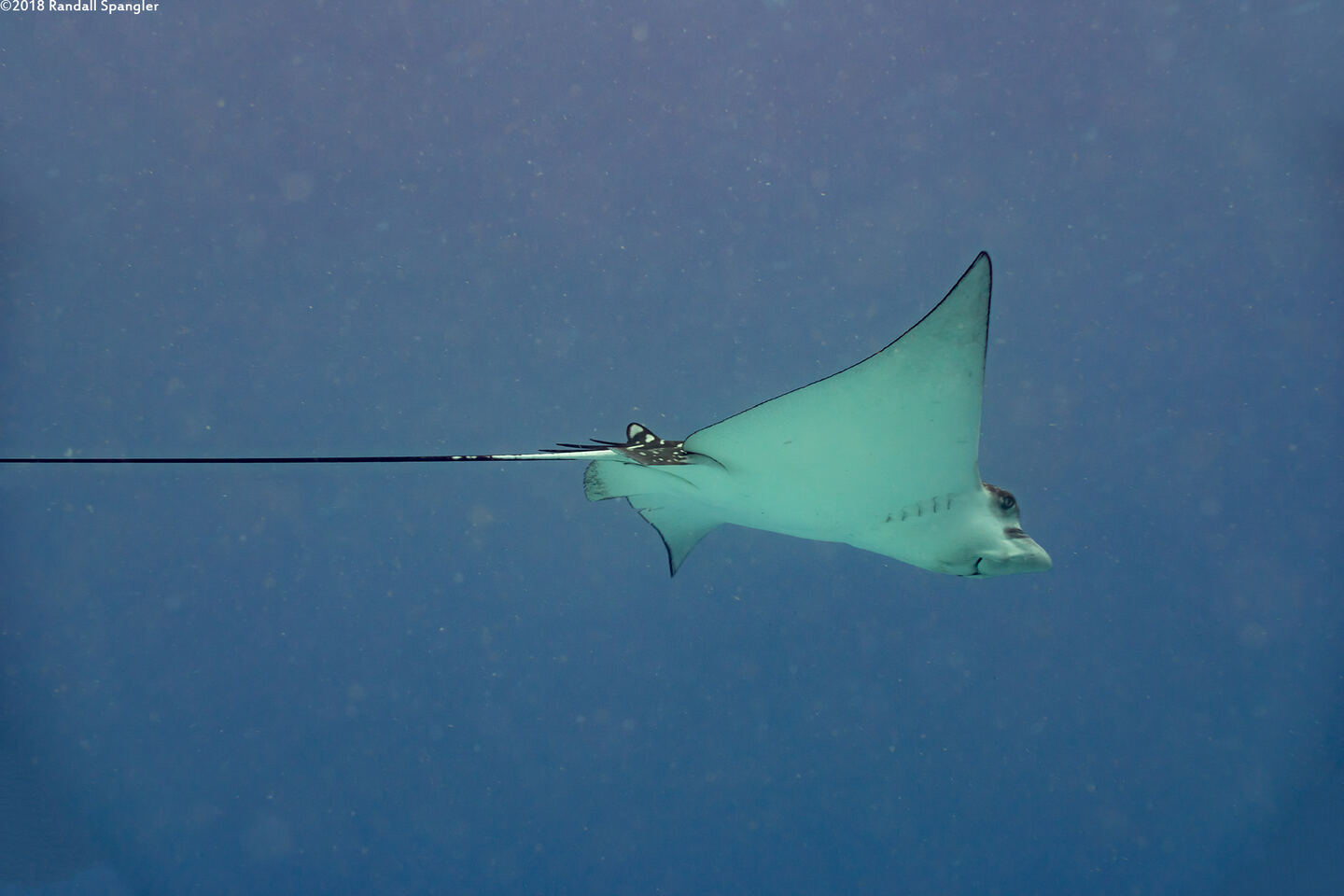 Aetobatus narinari (Spotted Eagle Ray)