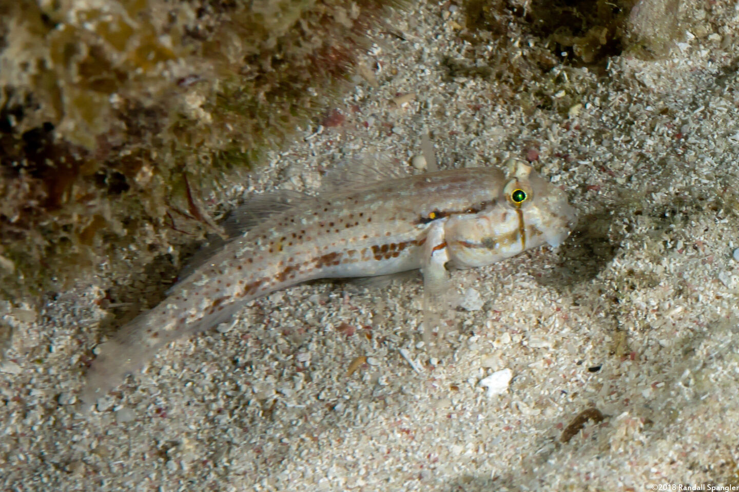 Gnatholepis thompsoni (Goldspot Goby)