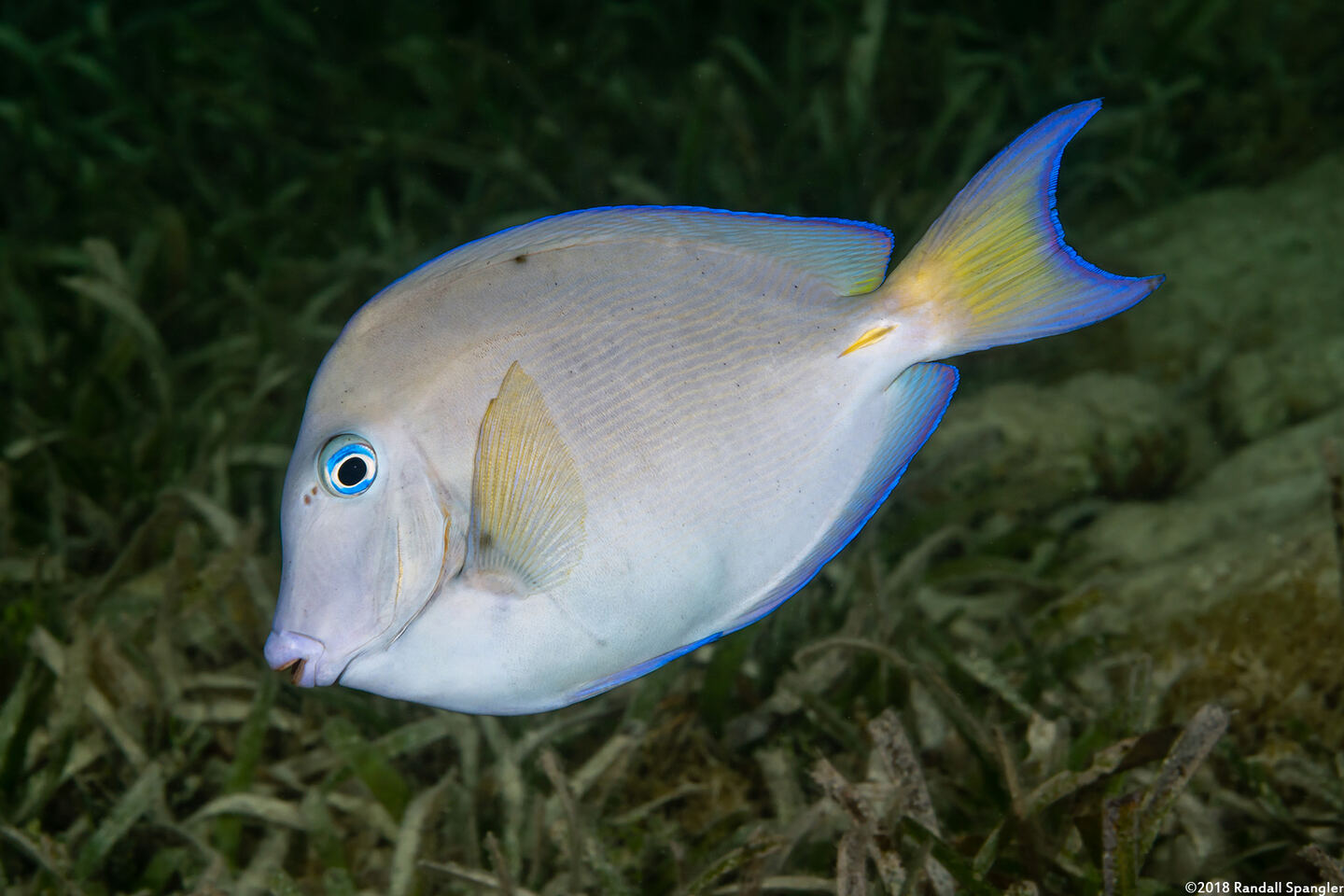 Acanthurus coeruleus (Blue Tang)