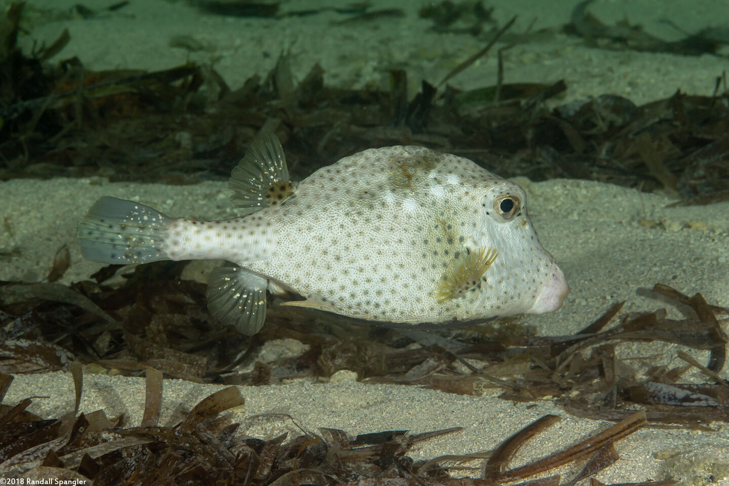 Lactophrys bicaudalis (Spotted Trunkfish)