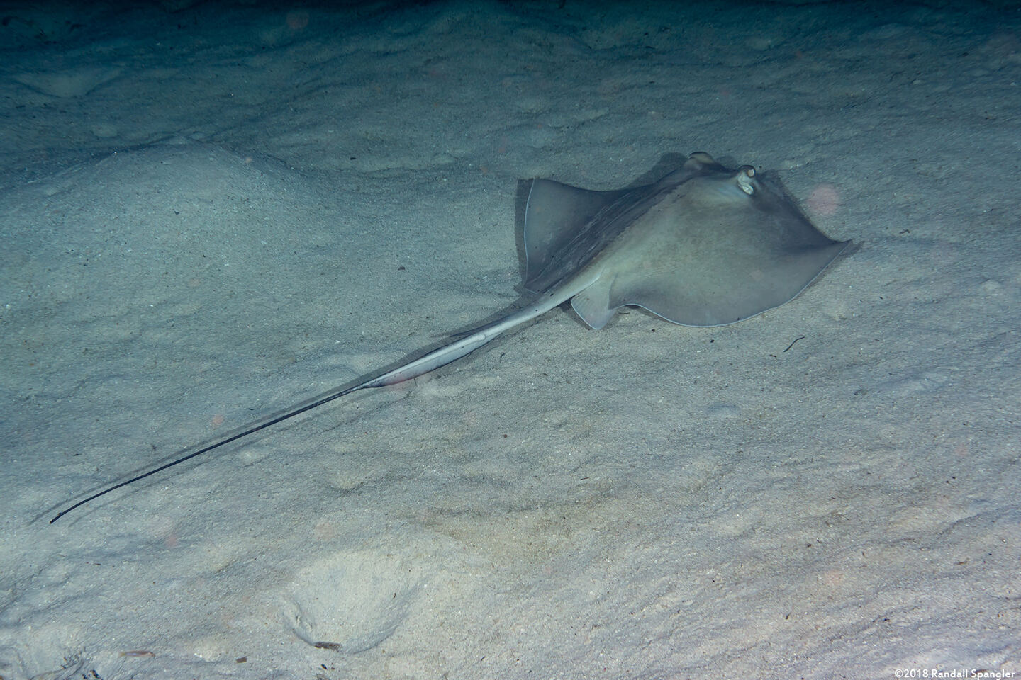 Hypanus americanus (Southern Stingray)
