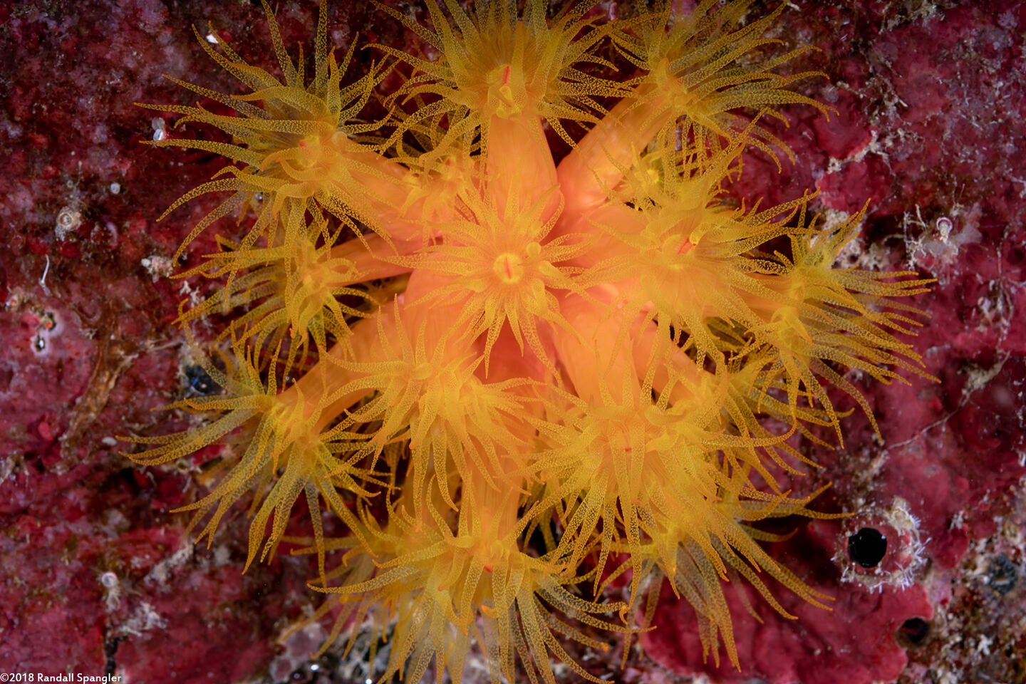 Tubastraea coccinea (Orange Cup Coral)