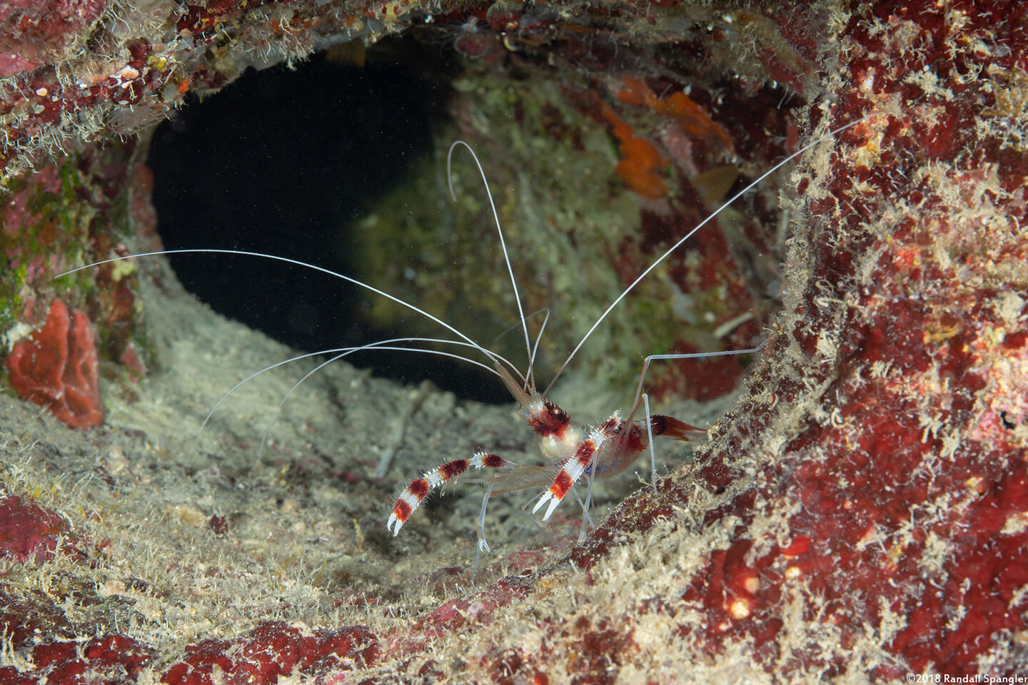 Stenopus hispidus (Banded Coral Shrimp)