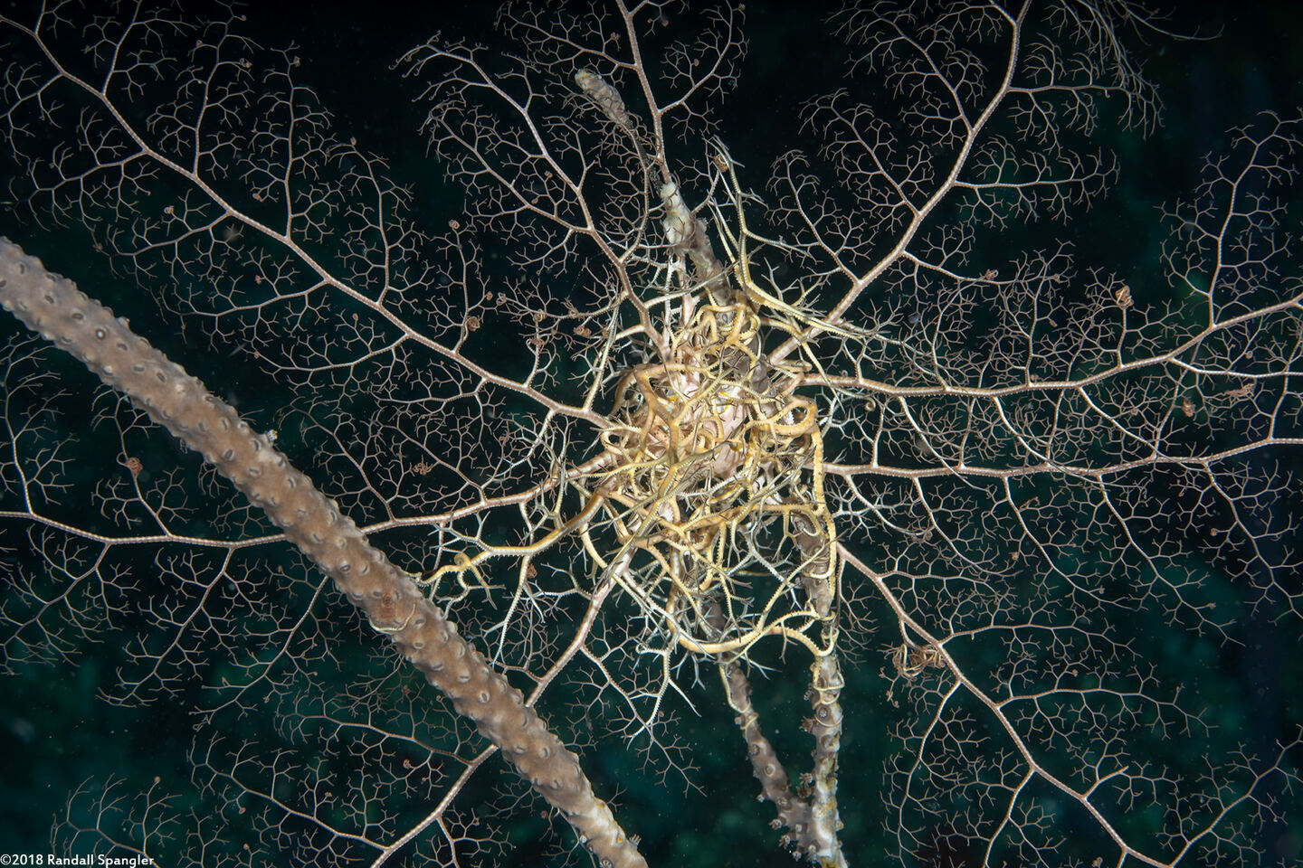 Astrophyton muricatum (Giant Basket Star)