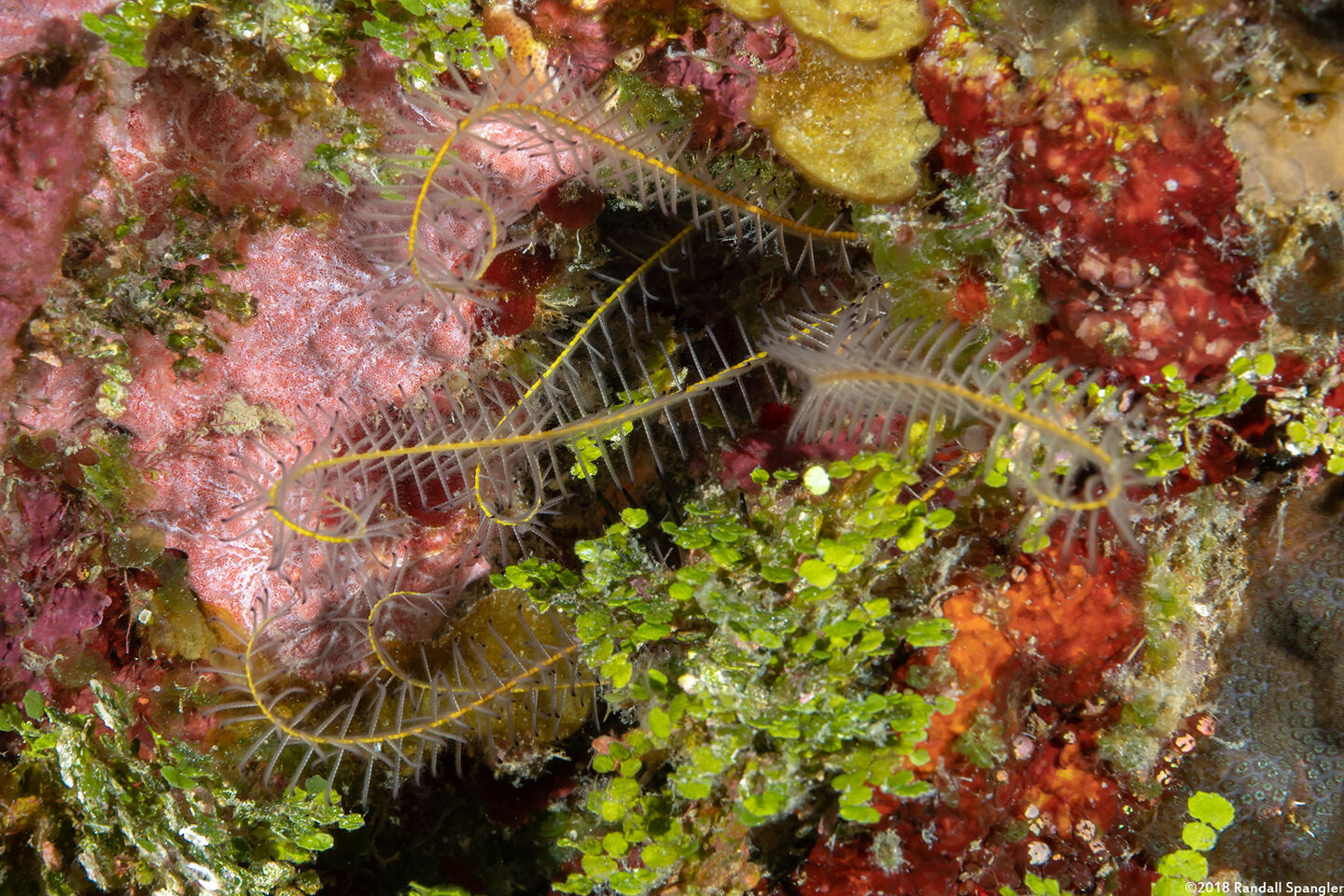 Analcidometra armata (Beaded Crinoid)