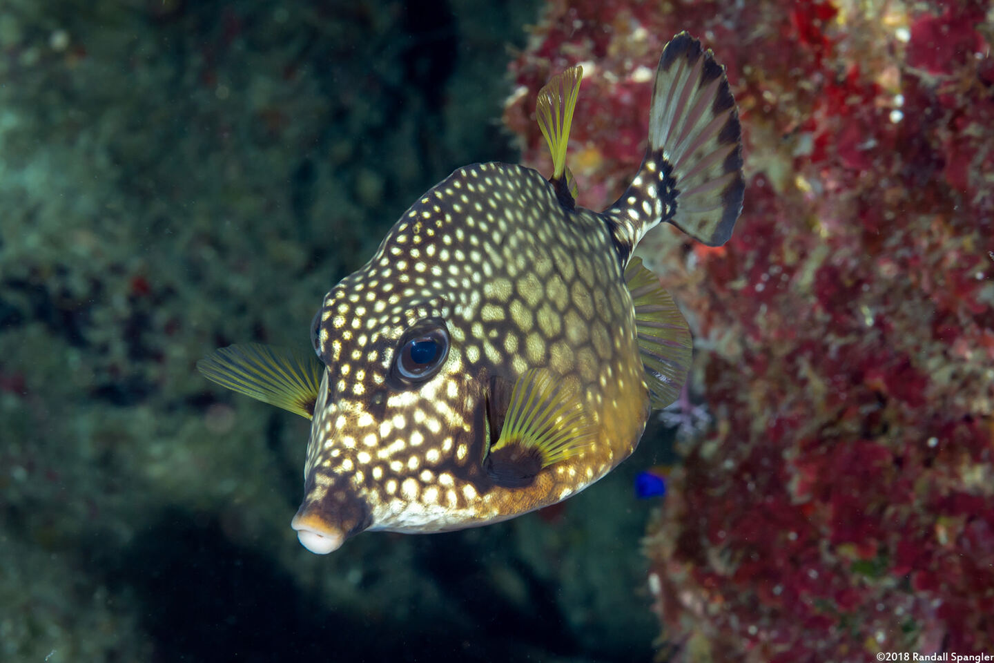 Lactophrys triqueter (Smooth Trunkfish)