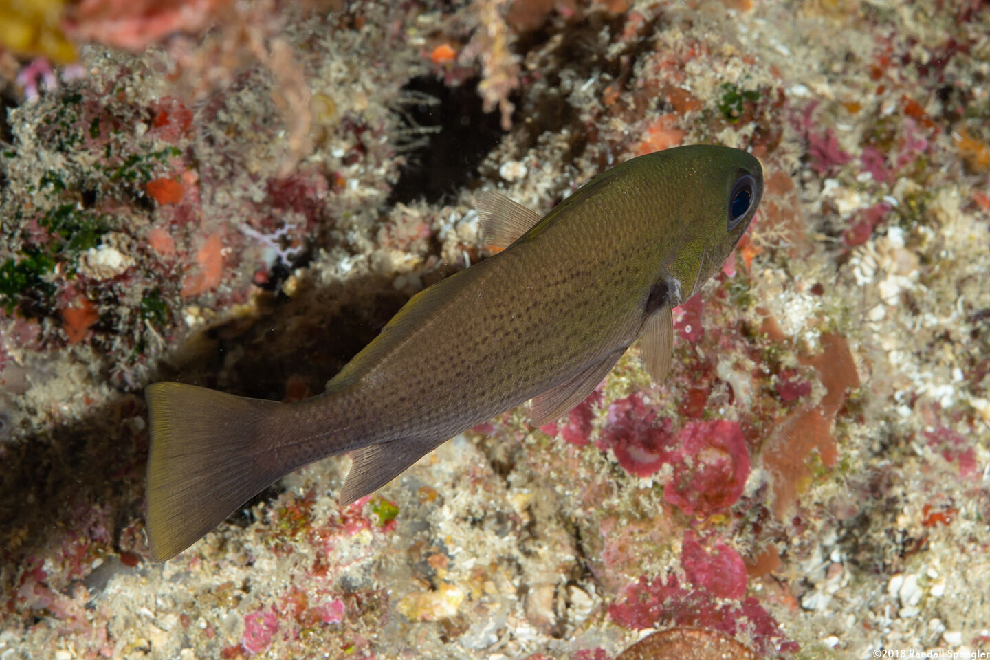 Odontoscion dentex (Reef Croaker)