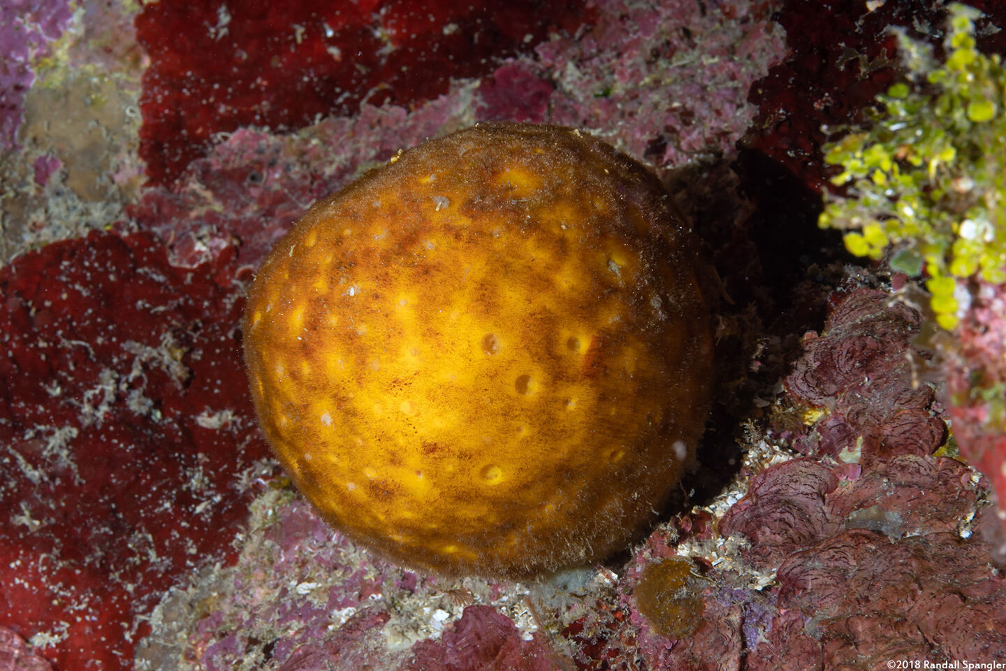 Cinachyrella sp,.1 (Orange Ball Sponge)