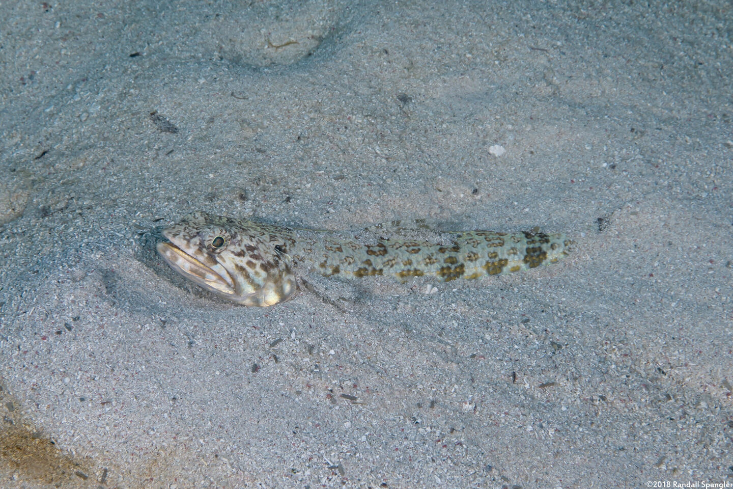 Synodus intermedius (Sand Diver)