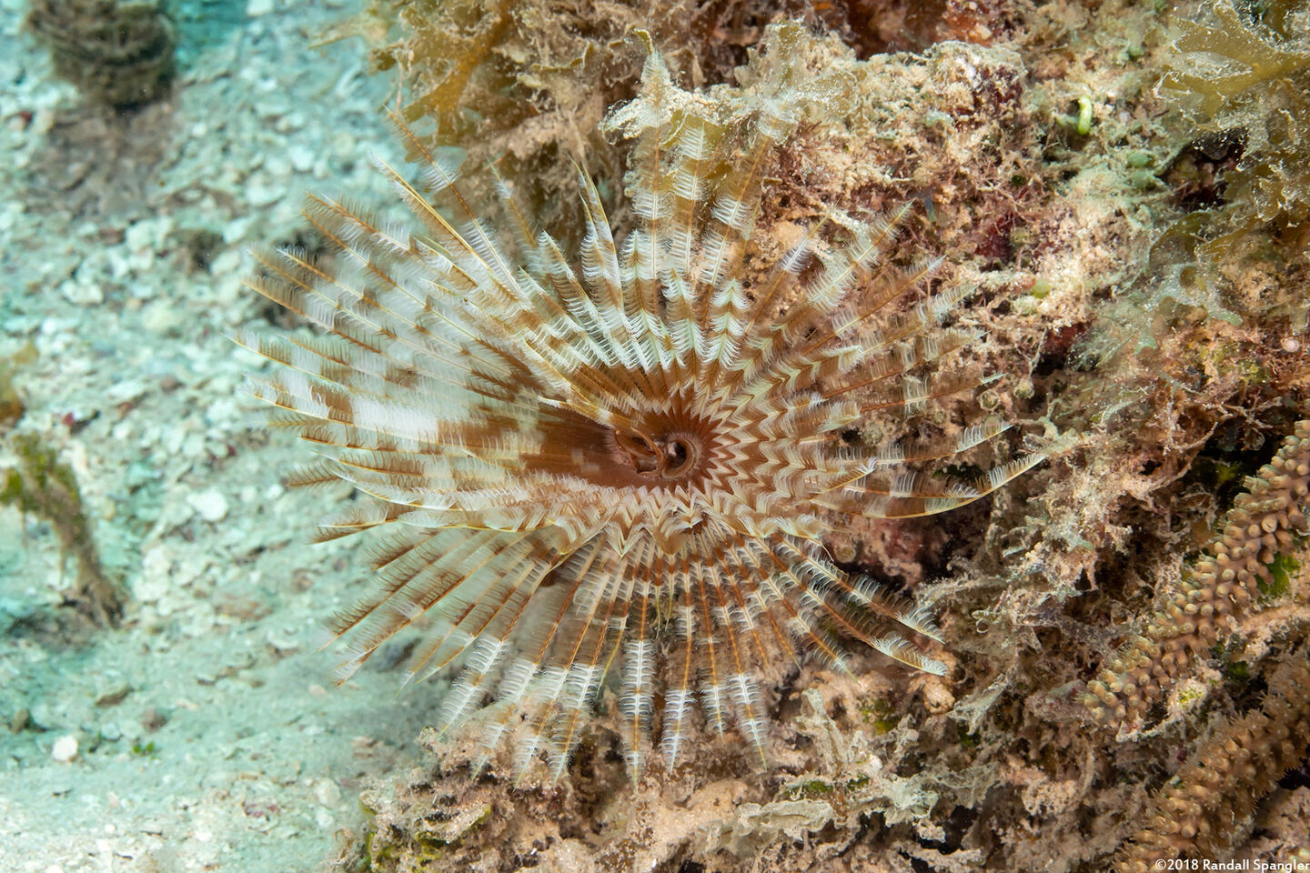 Sabellastarte magnifica (Magnificent Feather Duster)