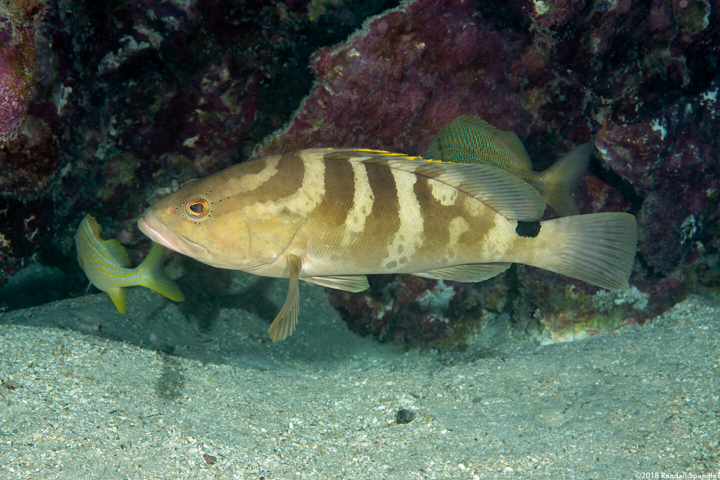 Epinephelus striatus (Nassau Grouper)