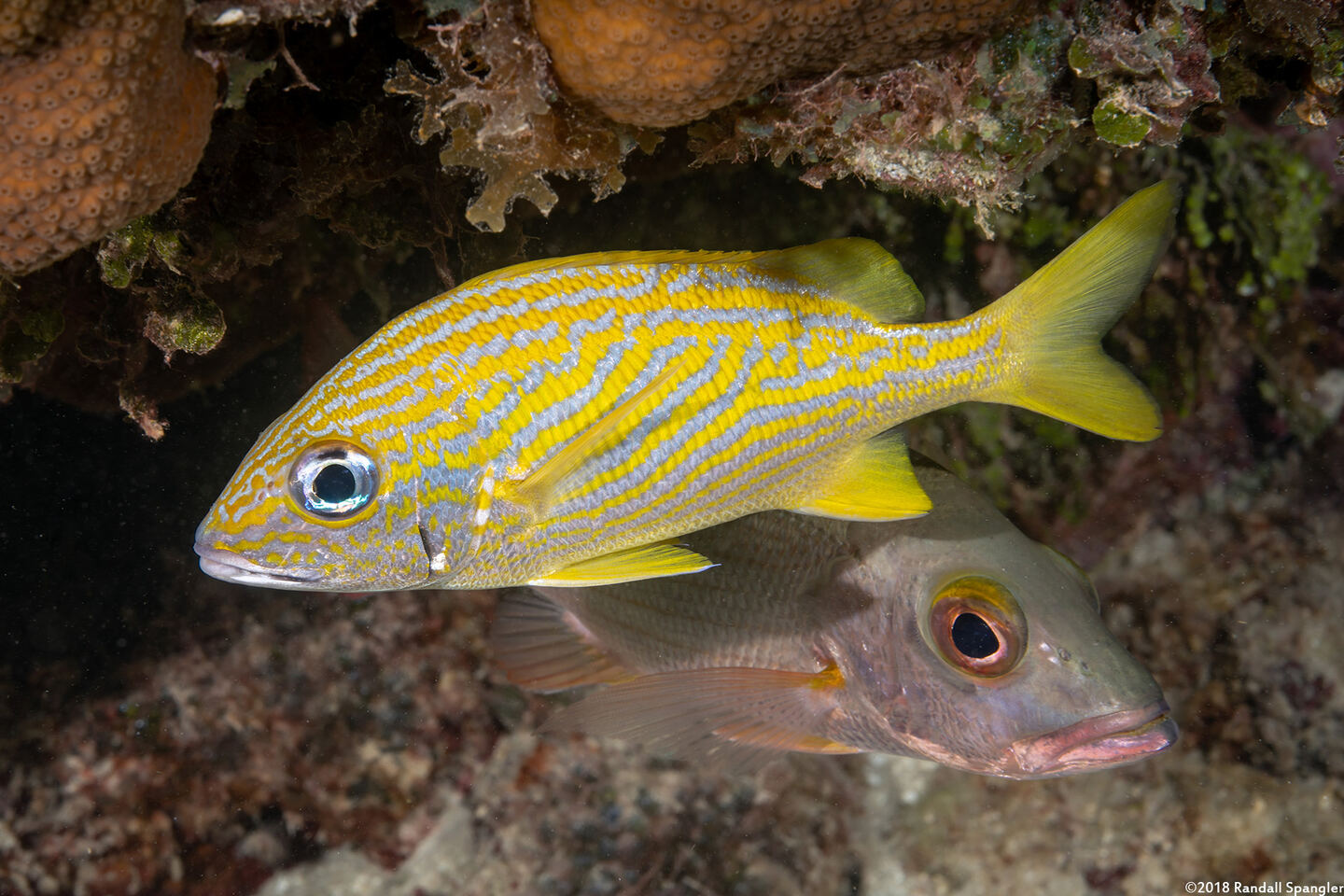 Haemulon flavolineatum (French Grunt)