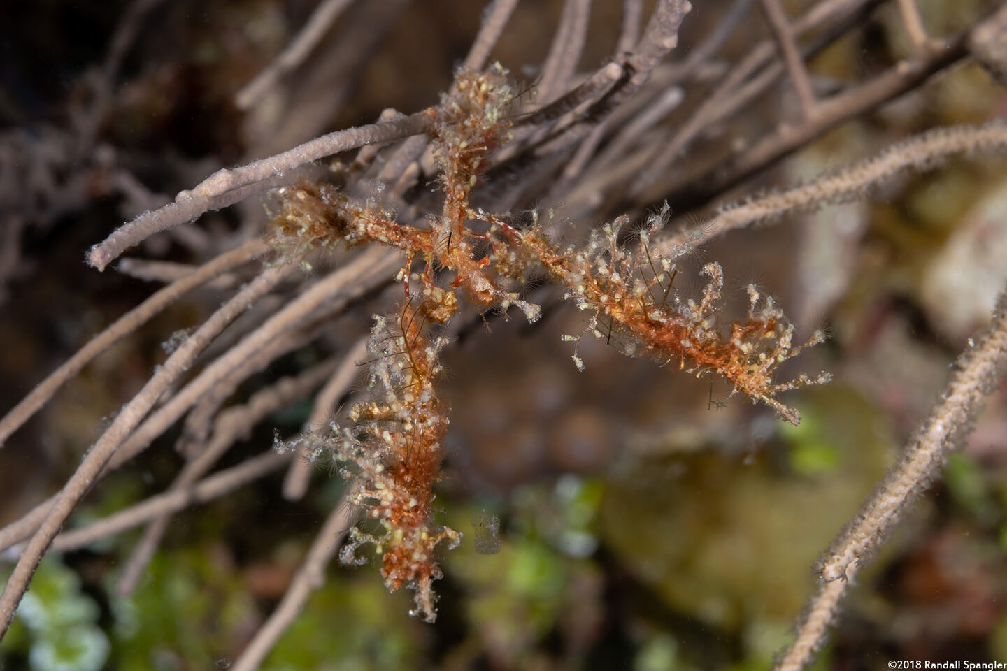 Podochela sp.1 (Neck Crab)