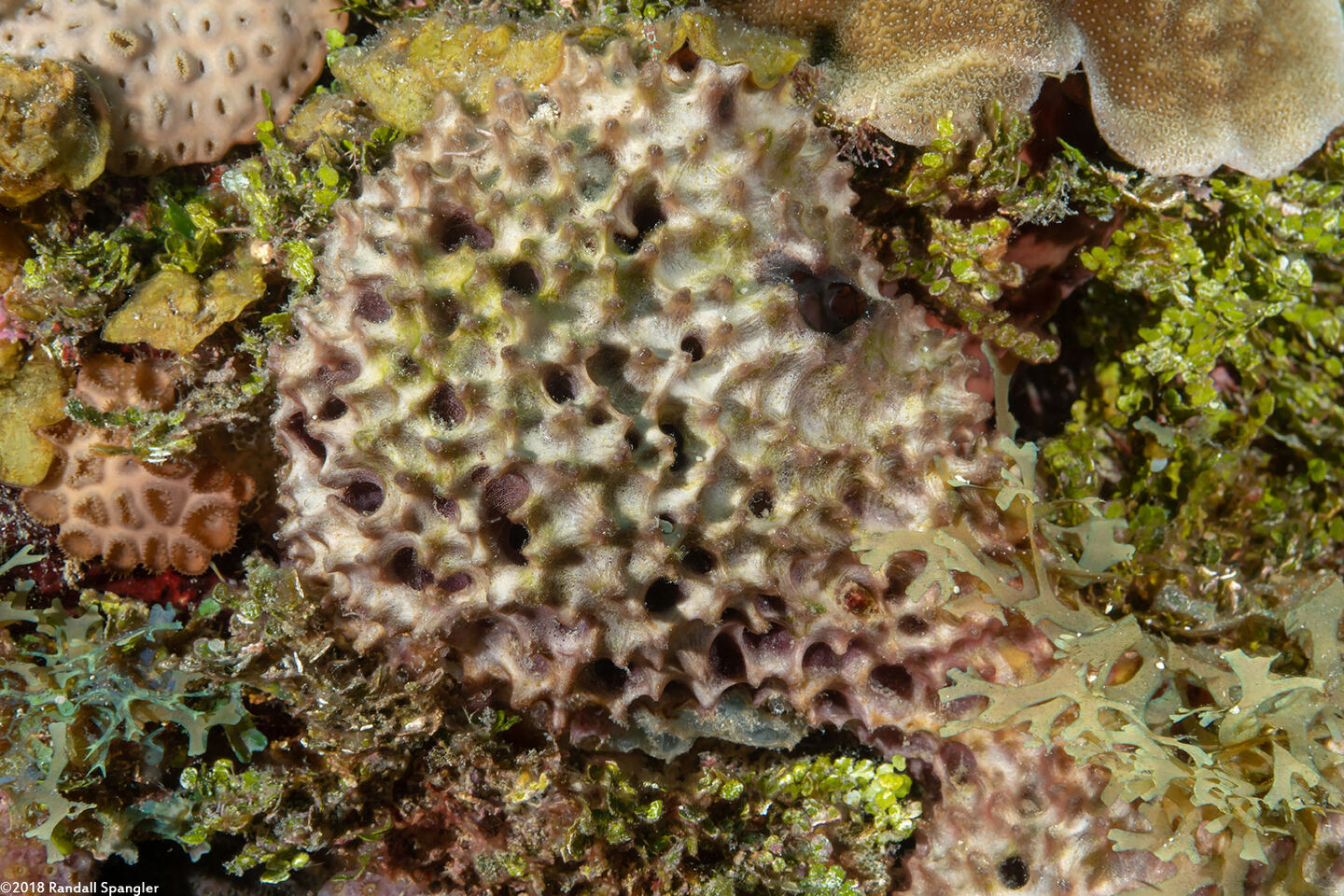 Ircinia felix (Stinker Sponge)