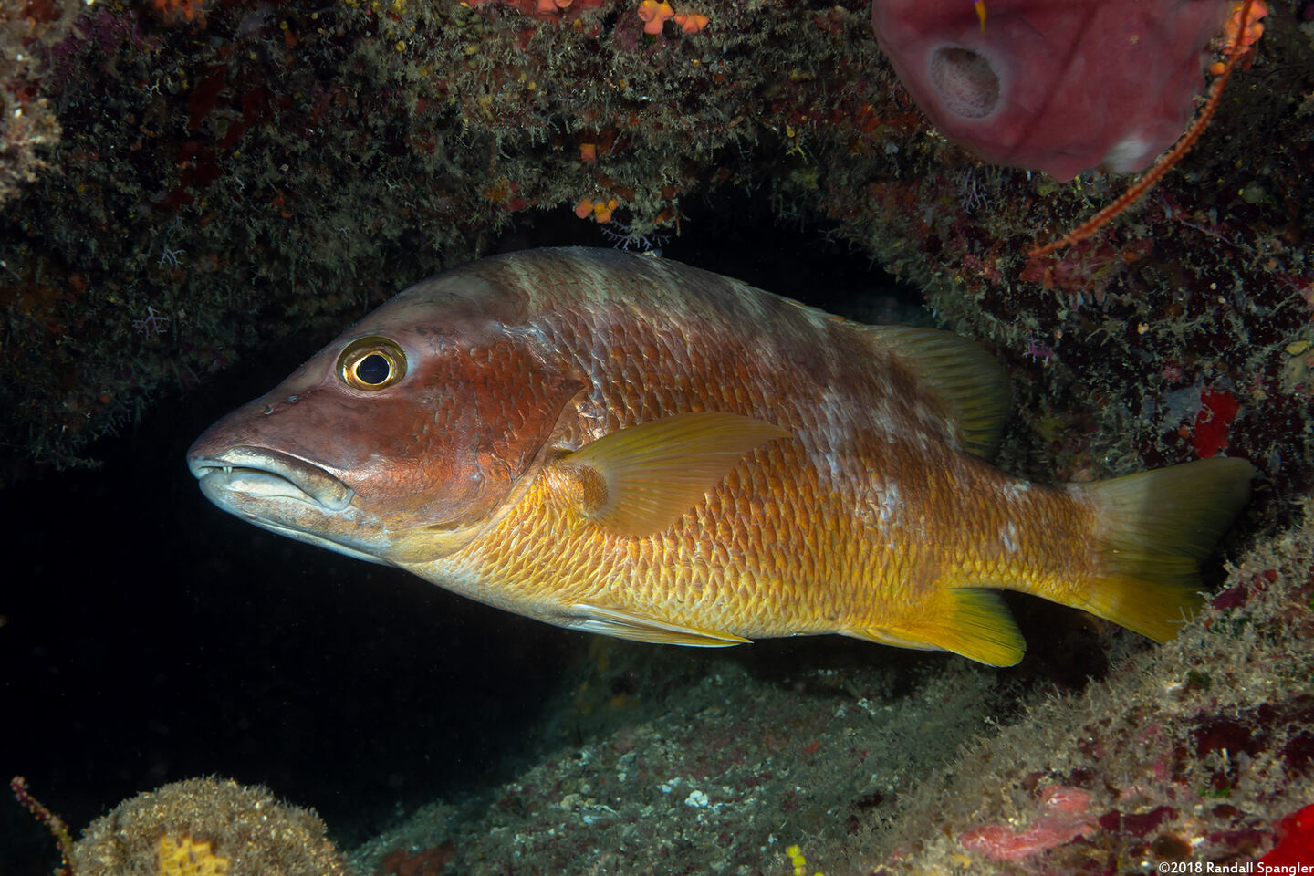 Lutjanus apodus (Schoolmaster)
