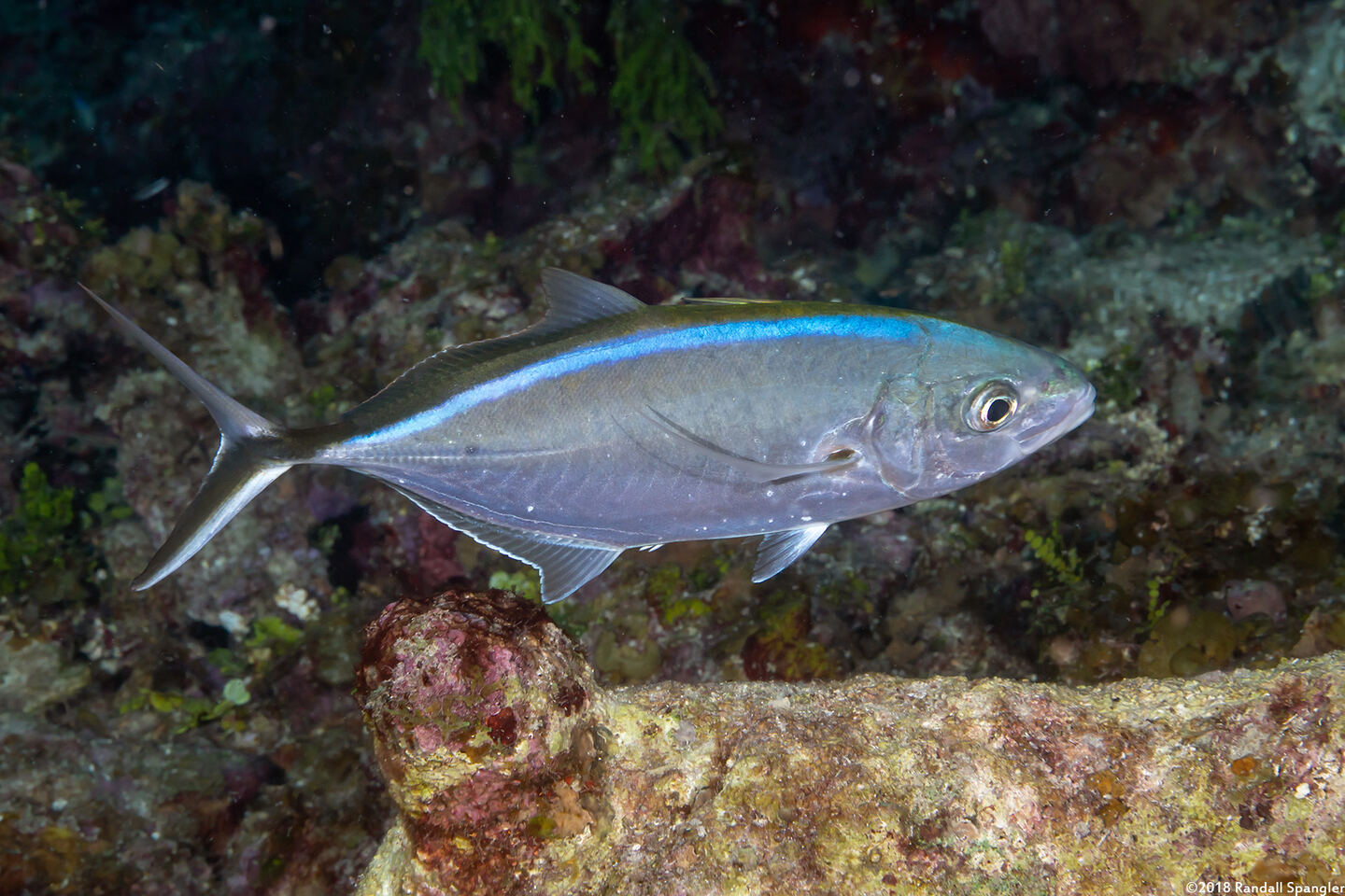 Caranx ruber (Bar Jack)