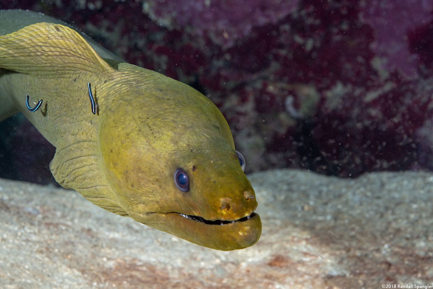 Gymnothorax funebris (Green Moray)