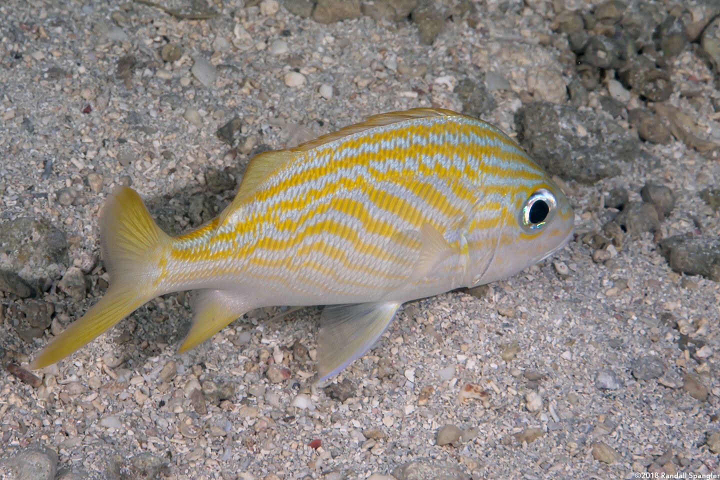 Haemulon flavolineatum (French Grunt)