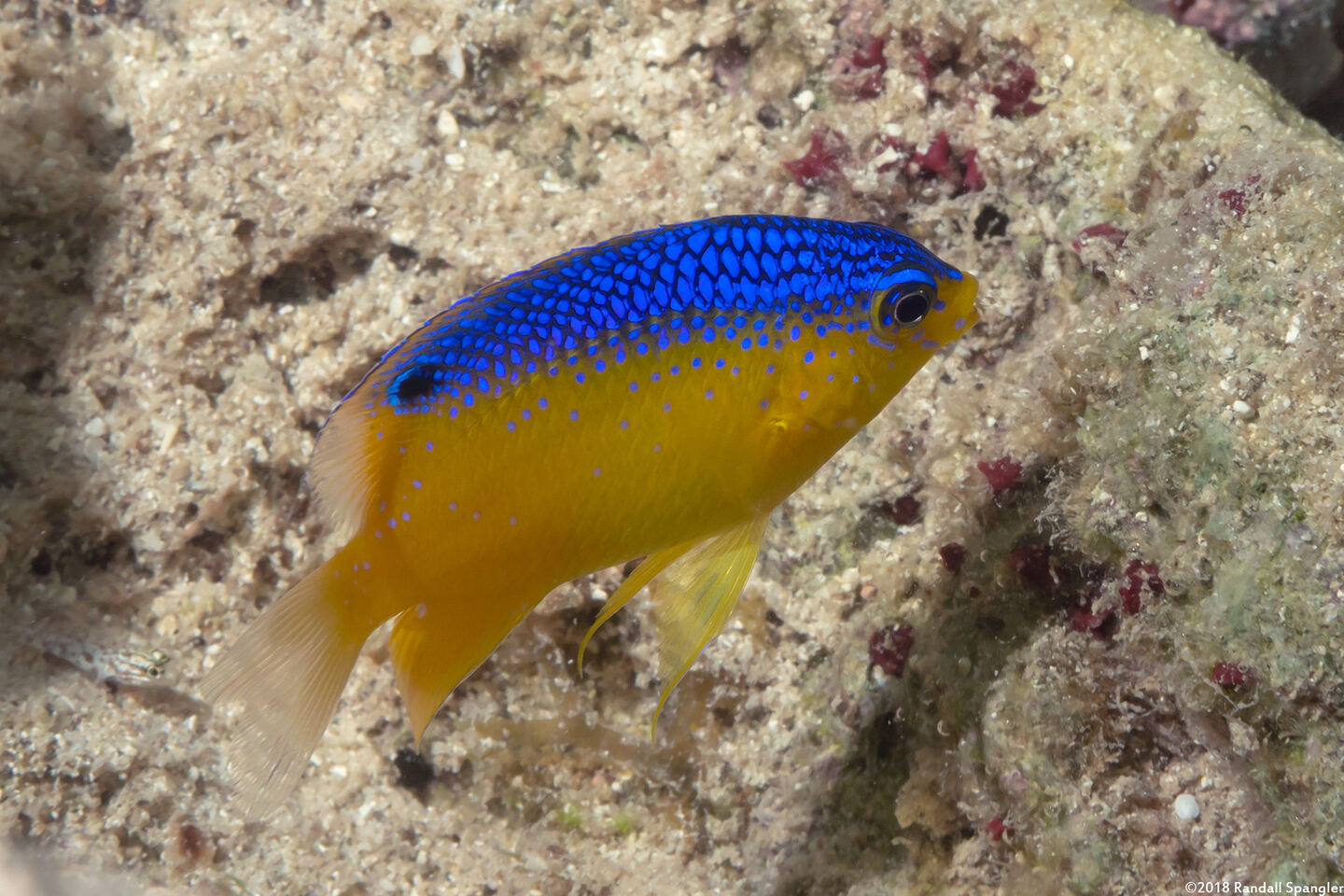 Stegastes leucostictus (Beaugregory)