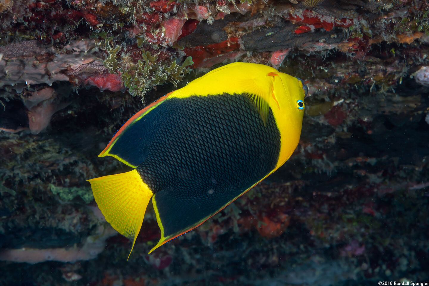Holacanthus tricolor (Rock Beauty)