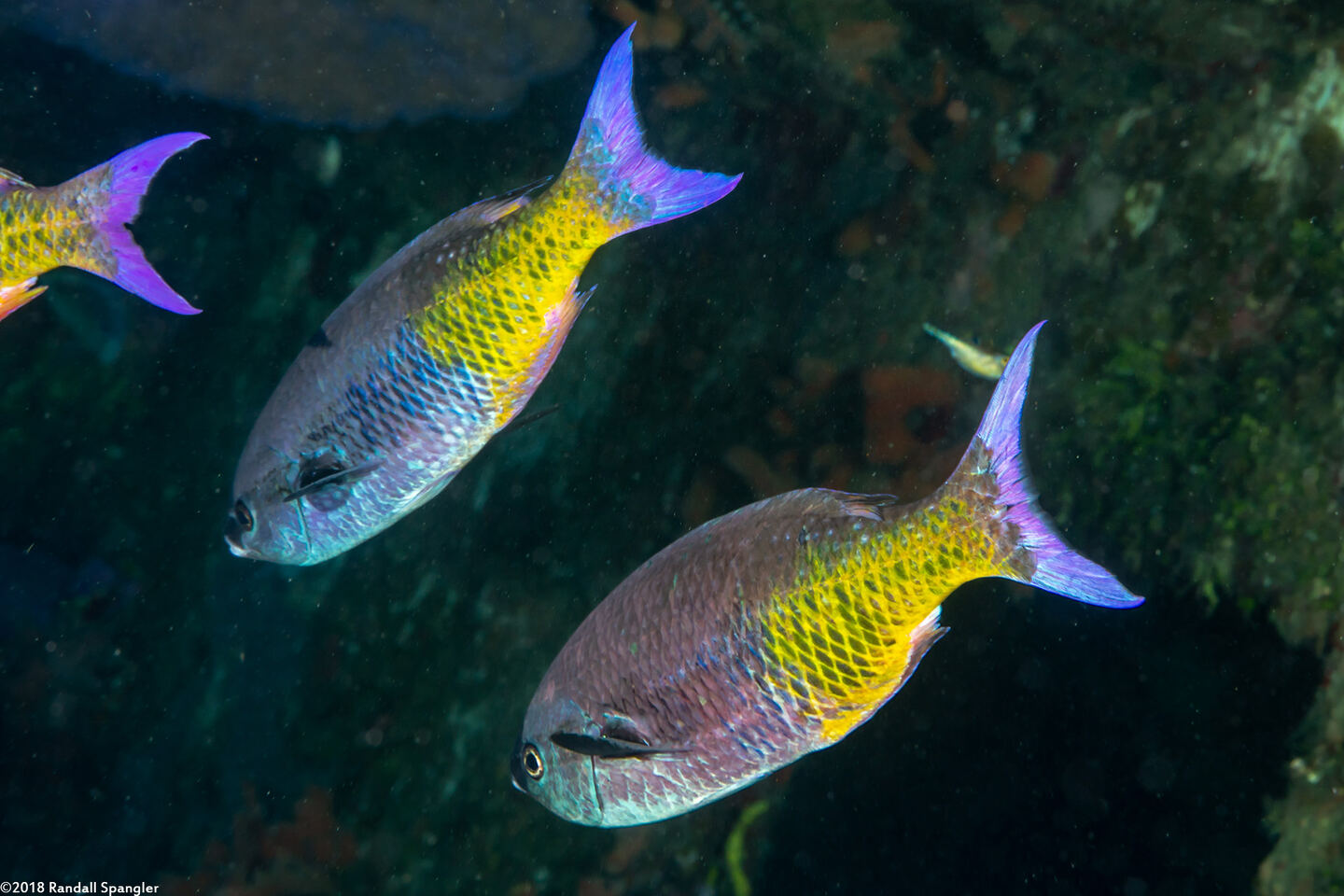 Clepticus parrae (Creole Wrasse)