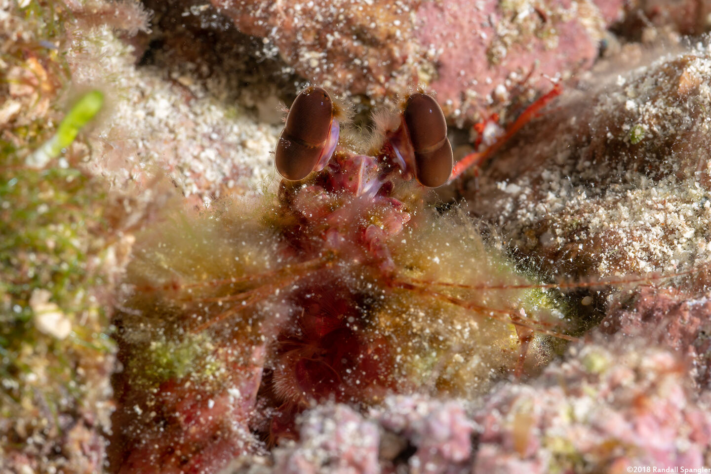 Lysiosquilla glabriuscula (Reef Mantis Shrimp)
