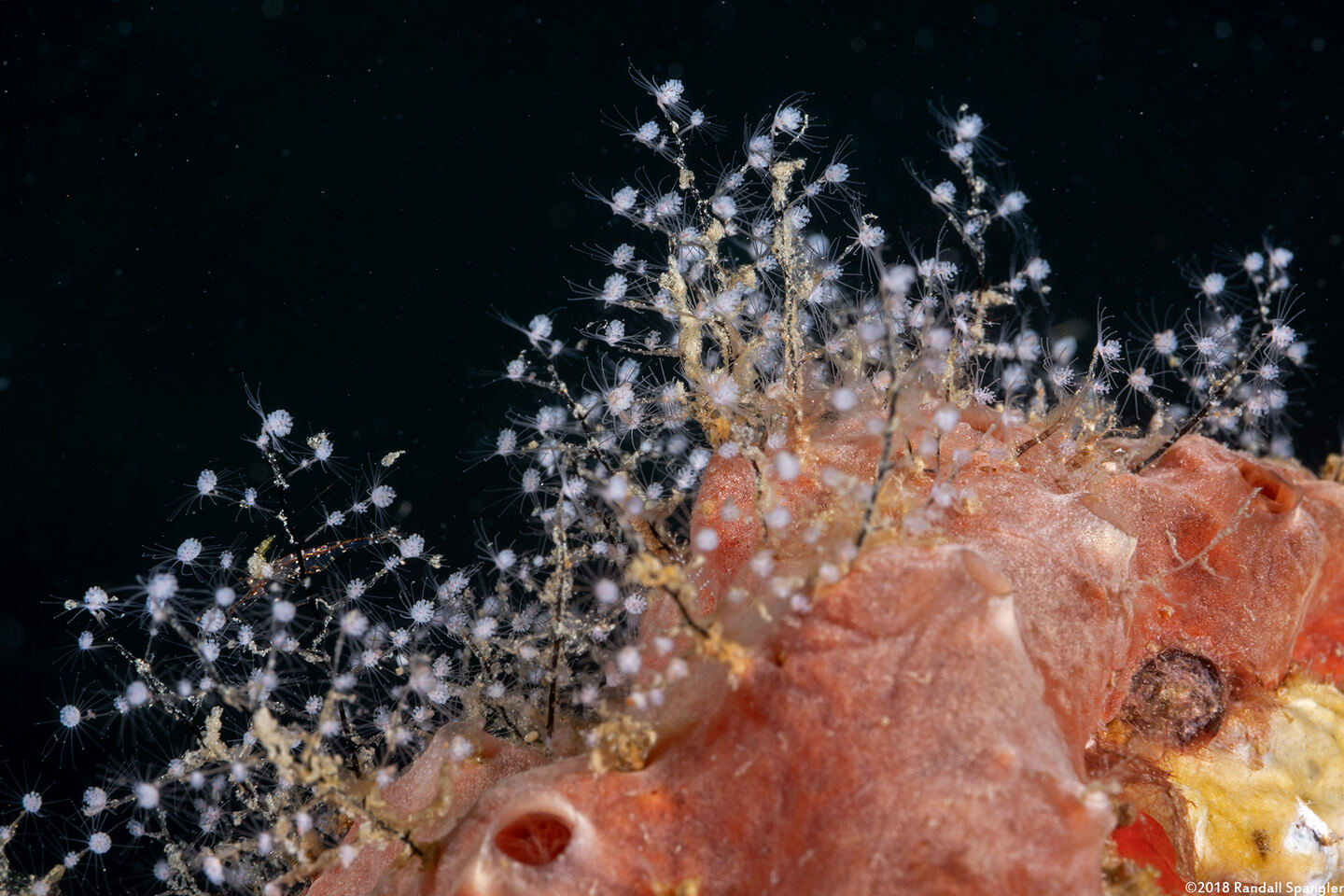Pennaria disticha (Christmas Tree Hydroid)