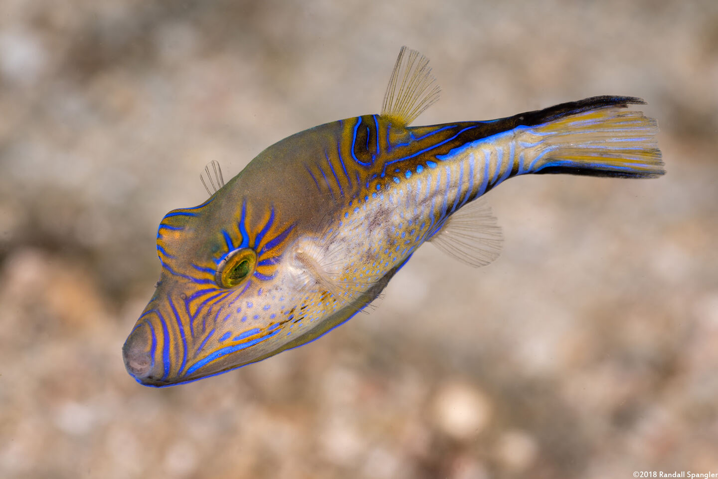Canthigaster rostrata (Sharpnose Puffer)