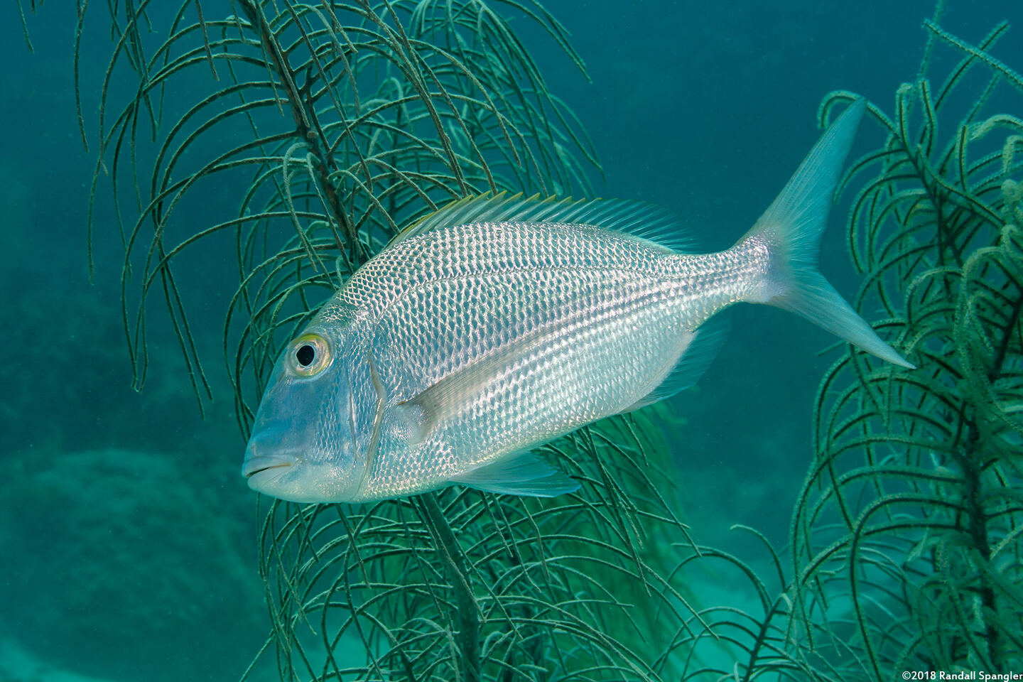 Calamus bajonado (Jolthead Porgy)