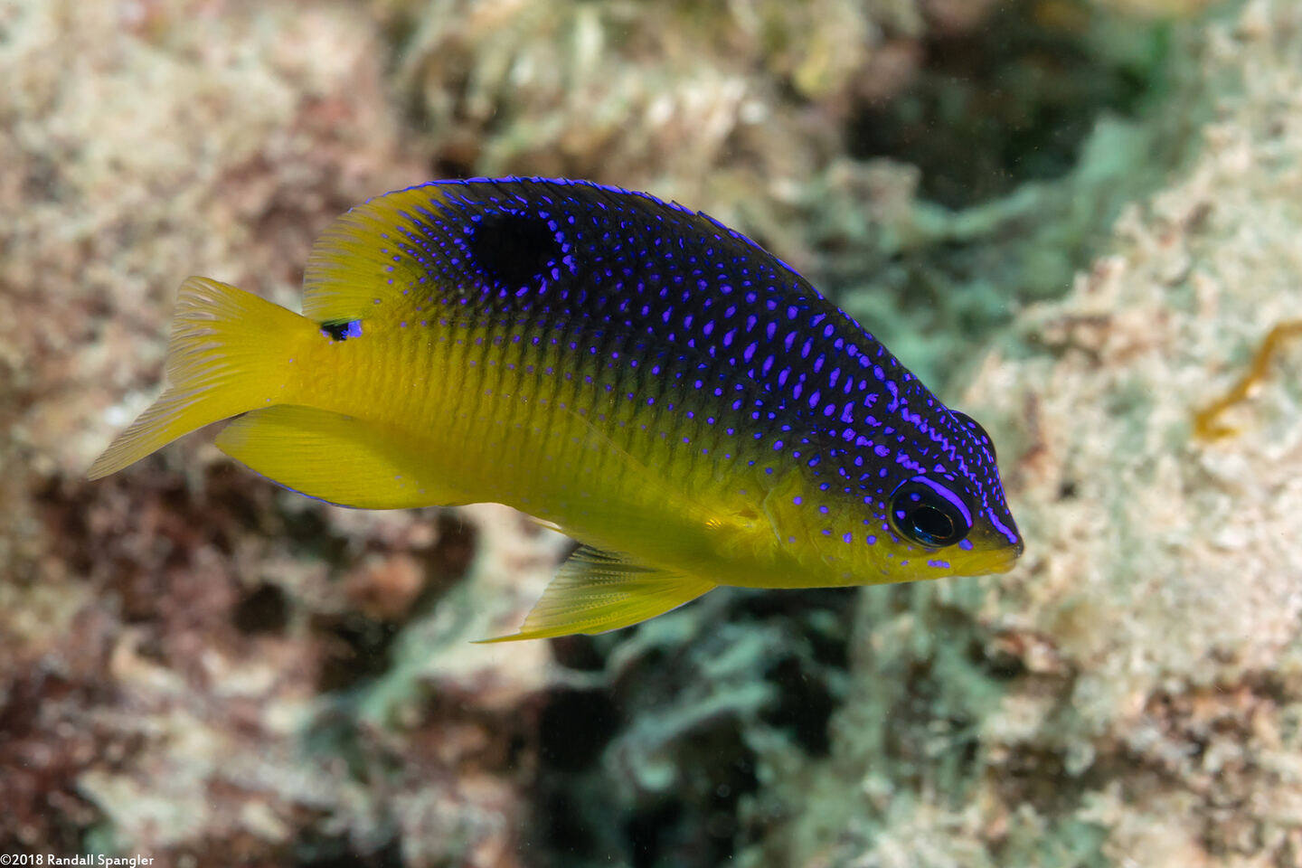 Stegastes variabilis (Cocoa Damselfish)