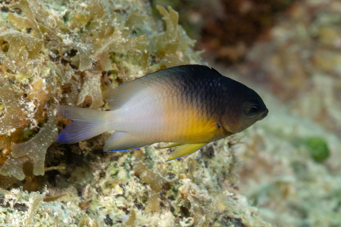 Stegastes partitus (Bicolor Damselfish)