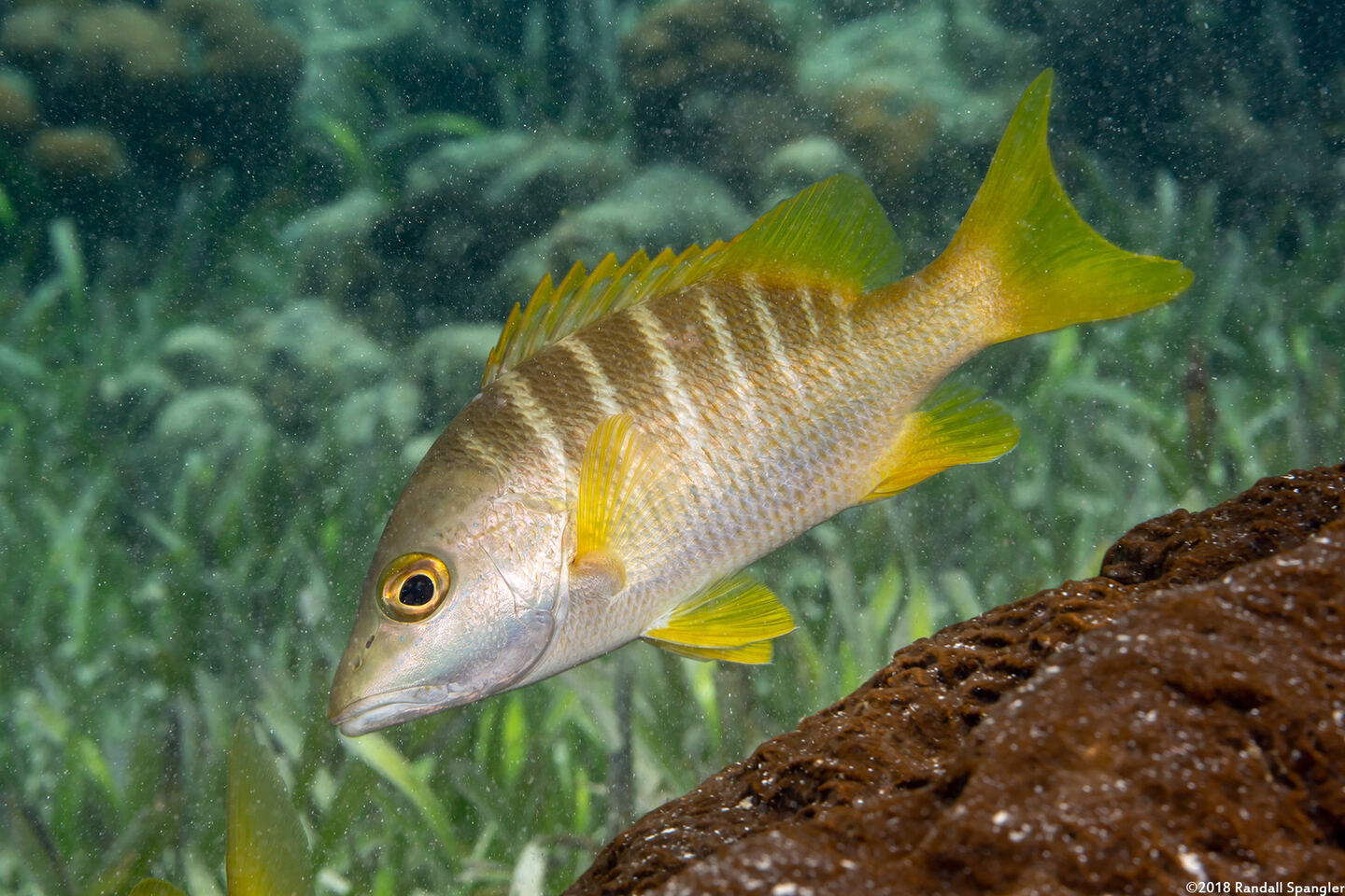 Lutjanus apodus (Schoolmaster)