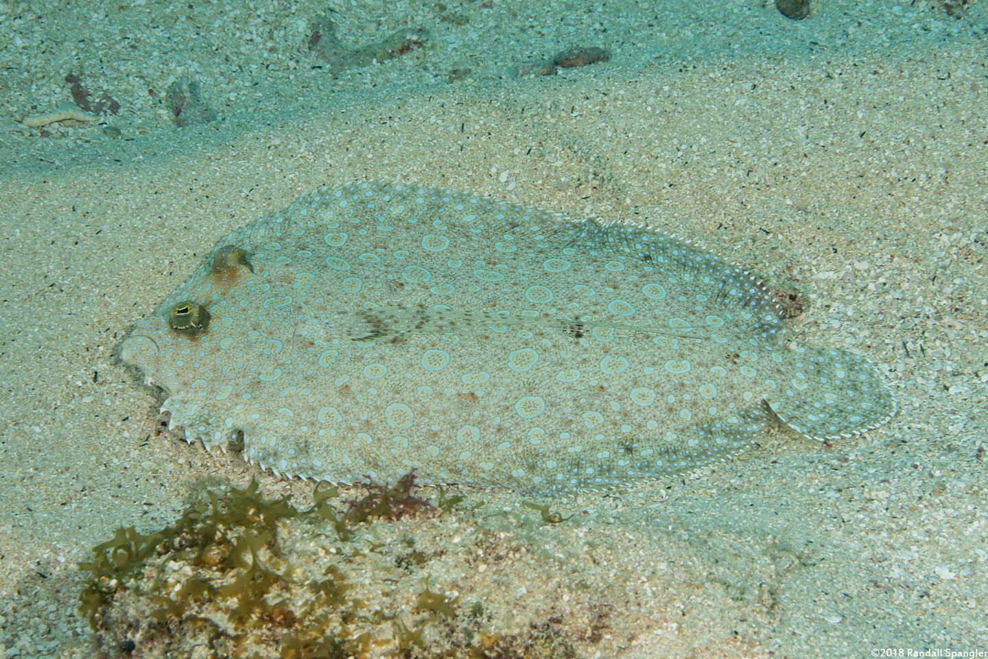 Bothus lunatus (Peacock Flounder)