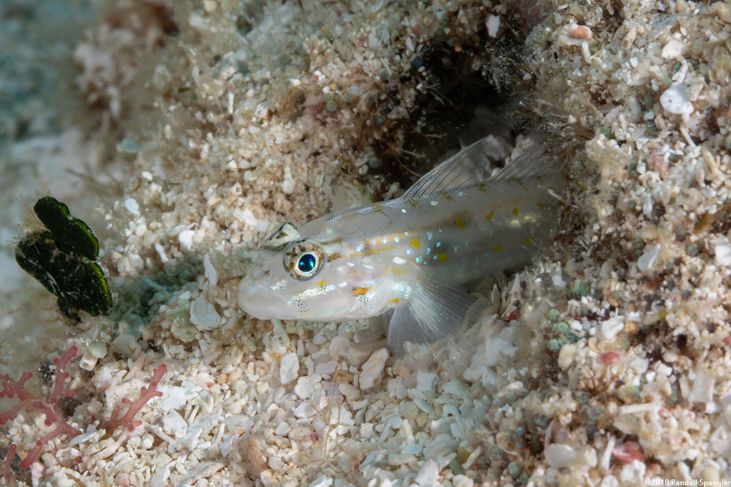 Coryphopterus venezuelae (Sand-Canyon Goby)