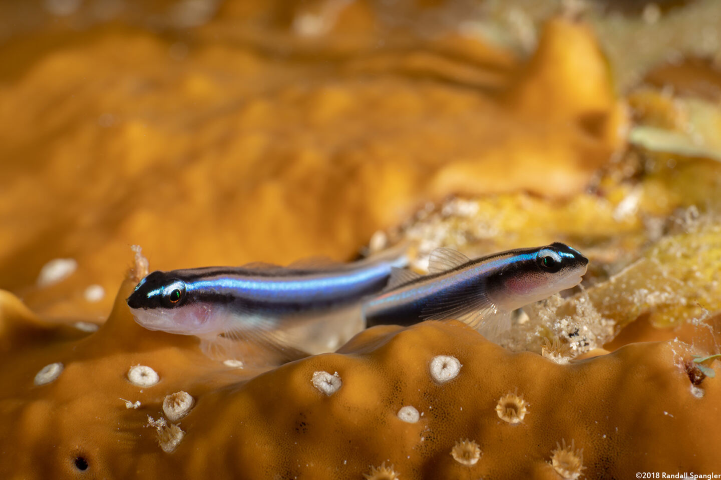 Elacatinus lobeli (Caribbean Neon Goby)